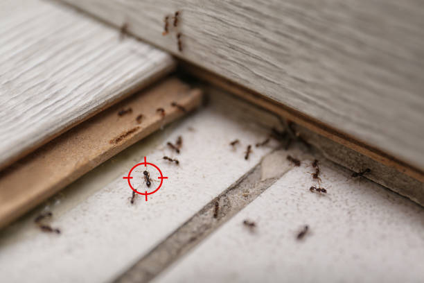 Best Affordable Pest Control Services  in Canton, SD